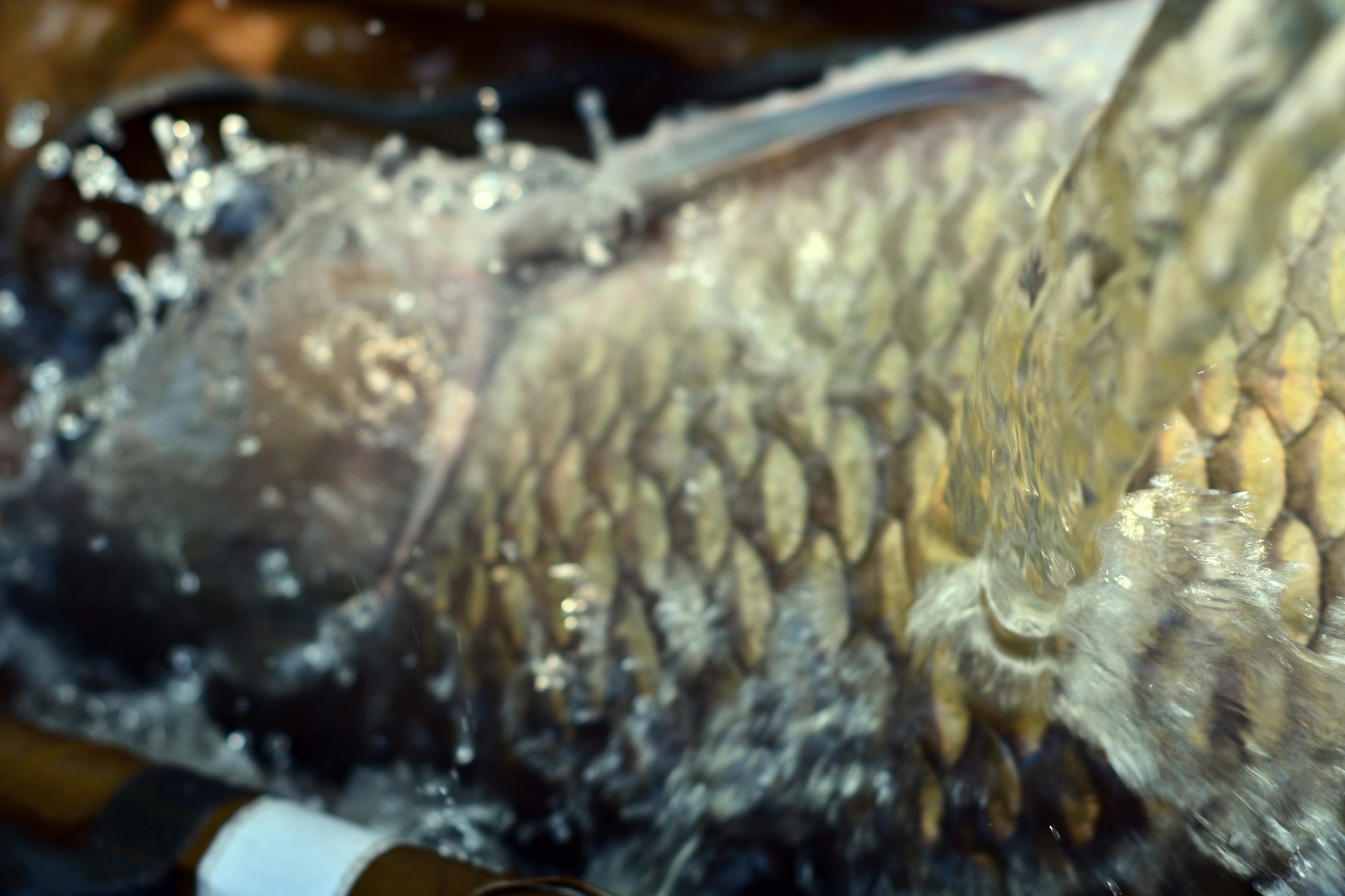 Tancabesti 5 august 2022 - DSC7874.jpg